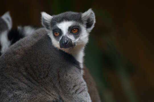 Close-up portrait of a Ring-tailed Lemur (Lemur catta) looking back over its shoulder with striking amber orange eyes.