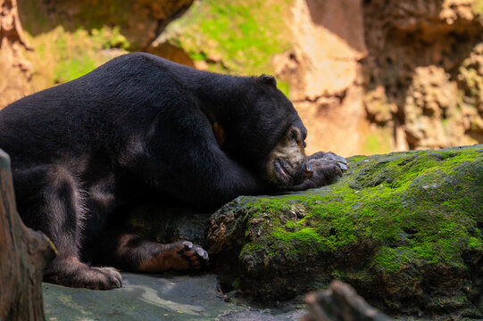 Close-up portrait of a sun bear resting on a moss-covered rock in a natural forest environment, showcasing its distinctive black fur, golden muzzle, and powerful paws.