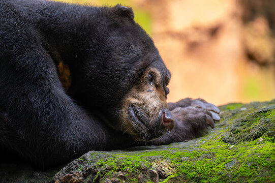Close-up portrait of a sun bear resting on a moss-covered rock in a natural forest environment, showcasing its distinctive black fur, golden muzzle, and powerful paws.