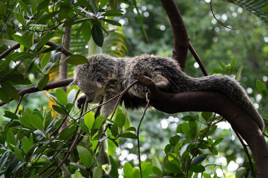 Binturong or bearcat (Arctictis binturong) resting among tree branches surrounded by green leaves.