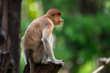 Proboscis monkey (Nasalis larvatus) sitting perched on a wooden stump against a blurry forest background. © Ariyanto