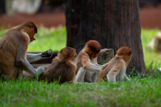 Group of Proboscis Monkeys (Nasalis larvatus) social grooming on green grass in their natural habitat.