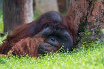 Dominant male orangutan (Pongo) with large cheek pads resting on green grass against a tree trunk. © Ariyanto