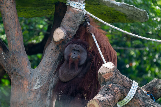 Dominant male orangutan (Pongo) holding a rope while perching on wooden climbing structures in an enclosure.