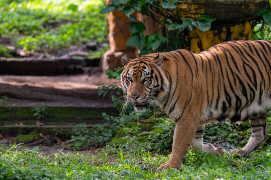 Majestic Sumatran tiger (Panthera tigris sumatrae) prowling forward through dense green foliage, looking directly into the camera with an intense gaze.