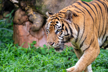 Obraz premium Majestic Sumatran tiger (Panthera tigris sumatrae) prowling forward through dense green foliage, looking directly into the camera with an intense gaze.