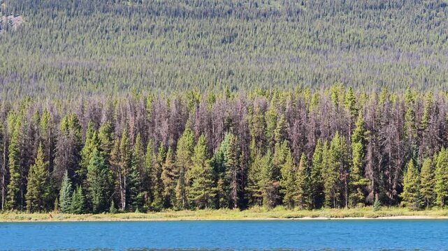 Maligne Lake shoreline showcasing dense pine forest and tall evergreen trees reflecting in the calm blue water, a popular summer destination within Jasper National Park in Alberta, Canada