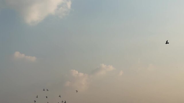 Flock of Birds Flying Across a Softly Lit Sky with Scattered Clouds