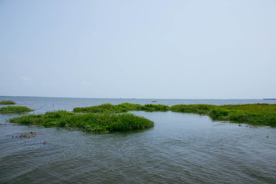 Purple water hyacinth flowers blooming on backwater canal in Alleppey