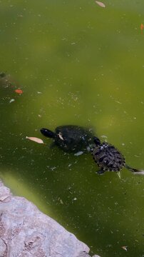 Overhead view of two small freshwater turtles swimming through algae green pond water with floating leaves, pale feathers, and gentle ripples