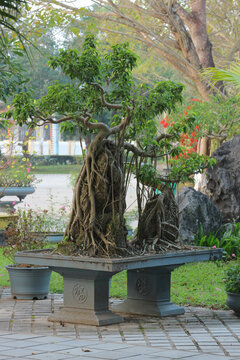 Traditional Vietnamese banyan ficus bonsai tree with aerial roots growing over rocks in a large concrete pot outdoors in Phong Nha, Vietnam.
