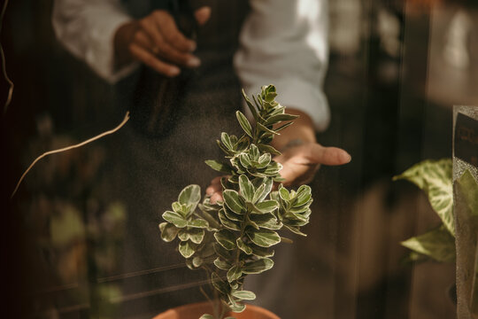 Person watering green houseplant, caring for nature indoors