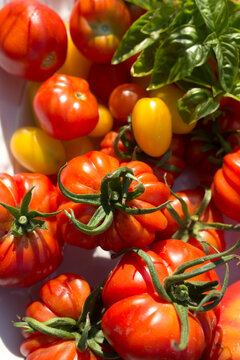 Fresh heirloom tomatoes and green basil leaves from organic harvest. Costoluto romanesco, yellow cherry tomatoes and permaculture food concept.