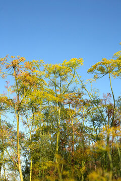 Blooming dill flowers under a bright blue sky in an organic garden. Culinary herbs, homegrown umbrella dill and sustainable agriculture concept.