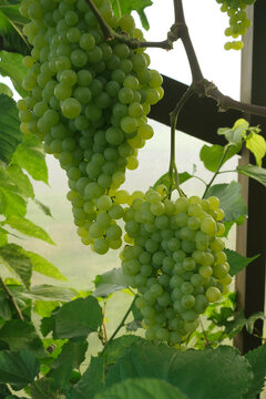 Organic Grapes Cultivation inside a Greenhouse