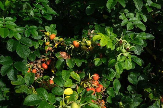 Wild rose hip bush with ripening orange and red seed pods among green leaves