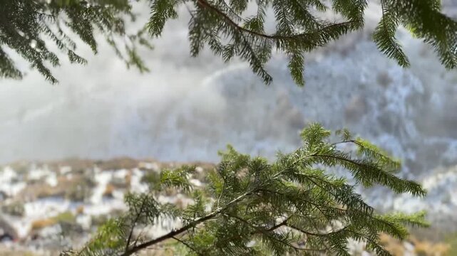 snow covered pine tree