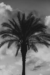palm tree silhouette © VladyslavK
