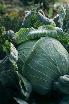 Fresh green cabbage growing in a permaculture design homestead garden. Autumn harvest, sustainable agriculture and organic food concept.