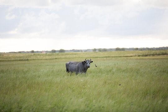 Domestic bull standing in a green grass pasture field. Livestock farming and agriculture concept.
