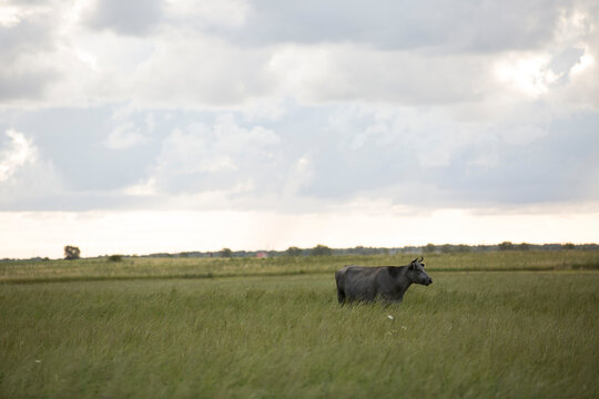 Single black cow standing in a vast green meadow under cloudy sky