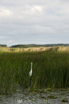 Vertical shot of a white great egret bird standing among green reeds in a wetland. Wildlife, bird watching and natural habitat concept.