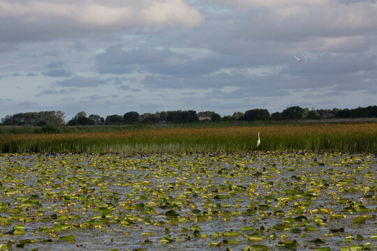 Great egret standing in a lake overgrown with water lily pads. Horizontal wild nature landscape, wetland ecosystem and ornithology concept.