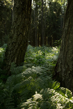 Vertical shot of green ferns growing between tree trunks in a pine forest. Moody woodland scenery, botany and wild nature background.
