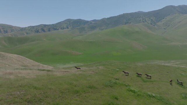 Elk herd running through a valley, aerial view