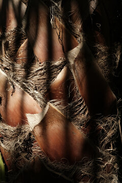 Abstract macro texture of organic palm tree fiber with hard shadow lines. Moody natural background and exotic plant details.