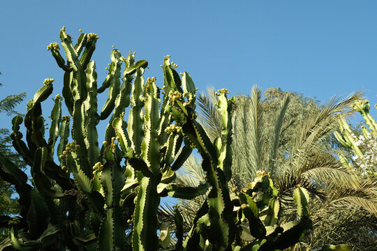 Exotic candelabra cactus and palm trees under a bright blue sky in Morocco. Tropical flora, botany and hot desert climate travel concept.