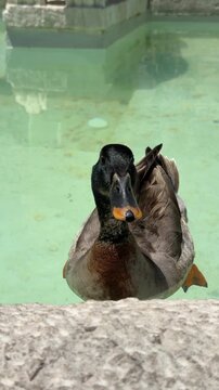 Top-down view of mallard-type duck floating toward camera in shallow turquoise pool, glossy black head above water with one orange webbed foot visible