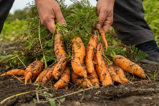 Hands hold freshly harvested carrots with soil in garden bed. Carrot bundle rests on earth, still attached to leafy tops, while person gathers muddy roots with focused, satisfied expression.