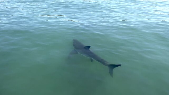 Great white shark in shallow water, aerial view