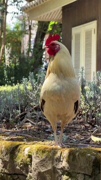 White rooster standing alert on mossy stone ledge in backyard garden, turning head with red comb and wattles visible beside blurred house facade and shuttered window