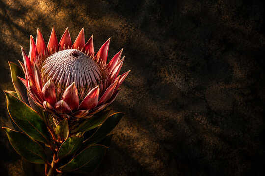 Dramatic exotic king protea flower blooming in warm side sunlight against dark textured rustic background with rich red petals and detailed floral center macro botanical nature photography