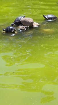 Green pond water with gentle surface ripples