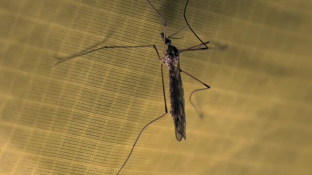 Close-up shot of a daddy long-legs insect inside a tent at night