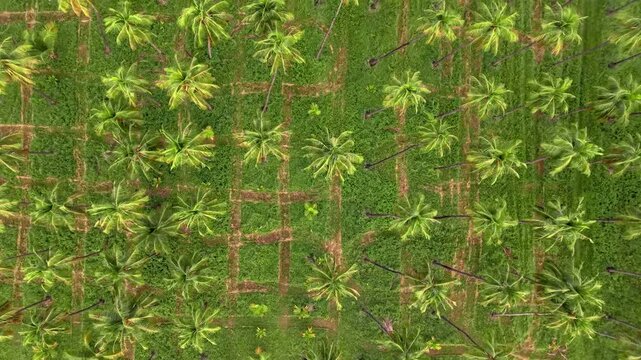 Aerial view of a lush green coconut farm with rows of palm trees and vibrant vegetation in India.