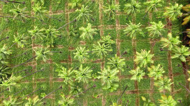 Aerial view of a lush green coconut farm with rows of palm trees arranged in a grid pattern in India.