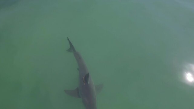 Great white shark swimming in shallow green water