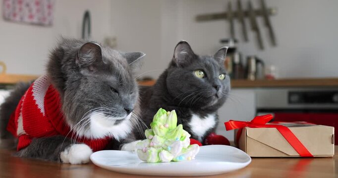 Sleepy gray cat in festive sweater ignores miniature cake on plate while attentive feline sits nearby beside Christmas present during celebration. sheremetyevo international airport