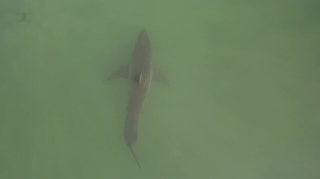Great white shark in murky green water from above
