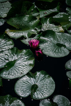 Pink lotus on dark water with green leaves.
