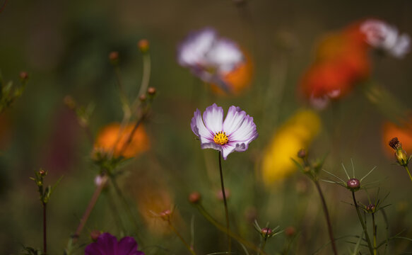 Colorful flowers blooming in the garden with blurred background.