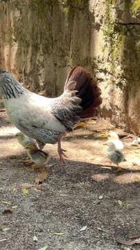 Speckled hen walking on gravel garden path as pale yellow chicks follow beside mossy stone wall captured from low ground level in warm sunlight pastoral scene calm