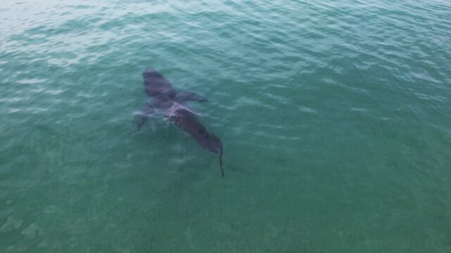 Great white shark swimming in turquoise water from above