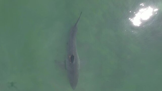 Great white shark swimming seen from above in green water