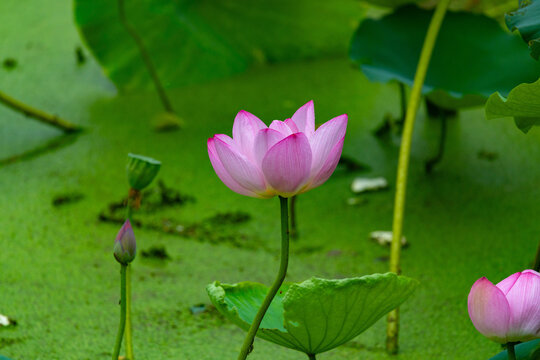 Pink Lotus Flower in Full Bloom on a Green Pond in Summer