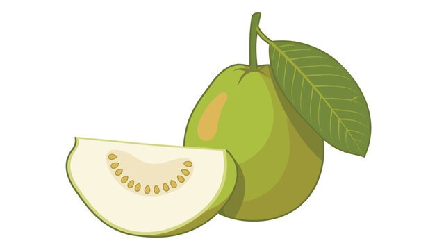 Fresh guava fruit vector illustration. Whole green guava, single slice with seeds, stem, leaf and organic tropical food graphic element.